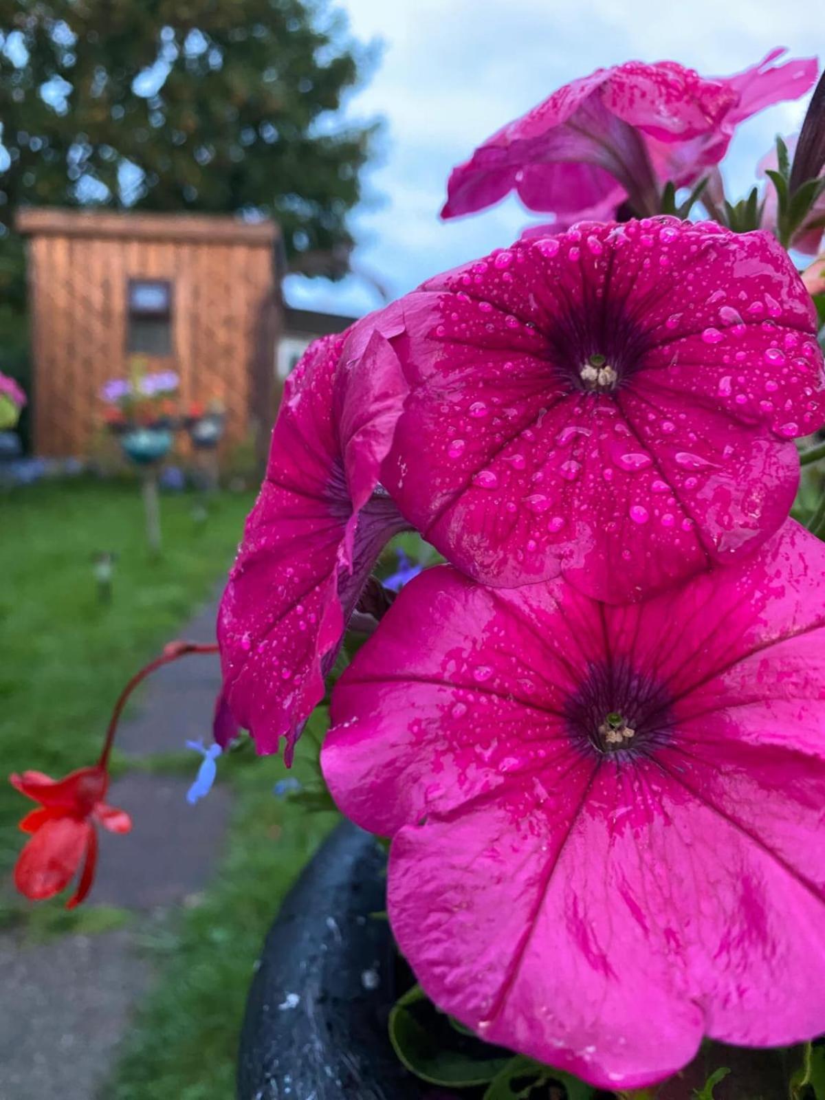 Birds And The Bees Summer House *
